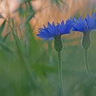 Kornblumen im Abendlicht