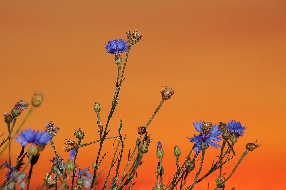 Kornblumen im Abendrot