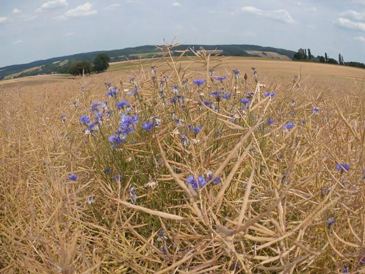 Kornblumen im Feld