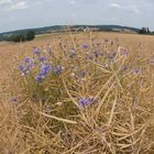 Kornblumen im Feld