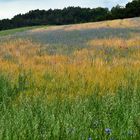 Kornblumen im Feld