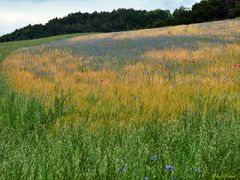 Kornblumen im Feld