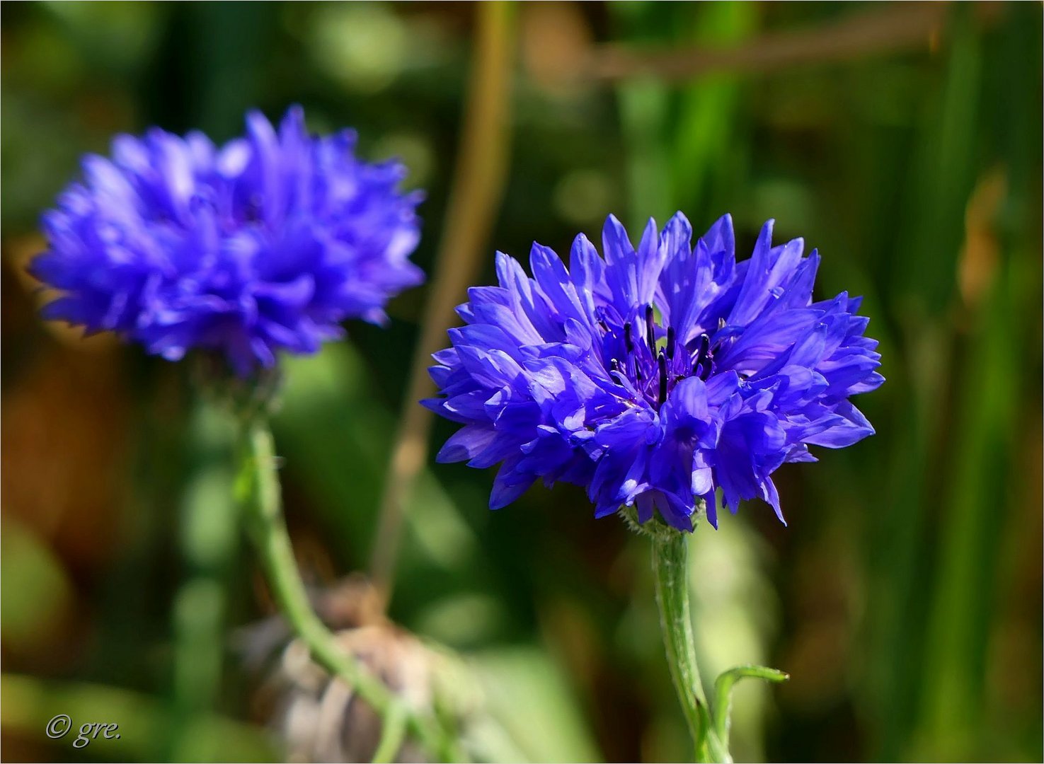 Kornblumen im Feld