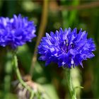 Kornblumen im Feld