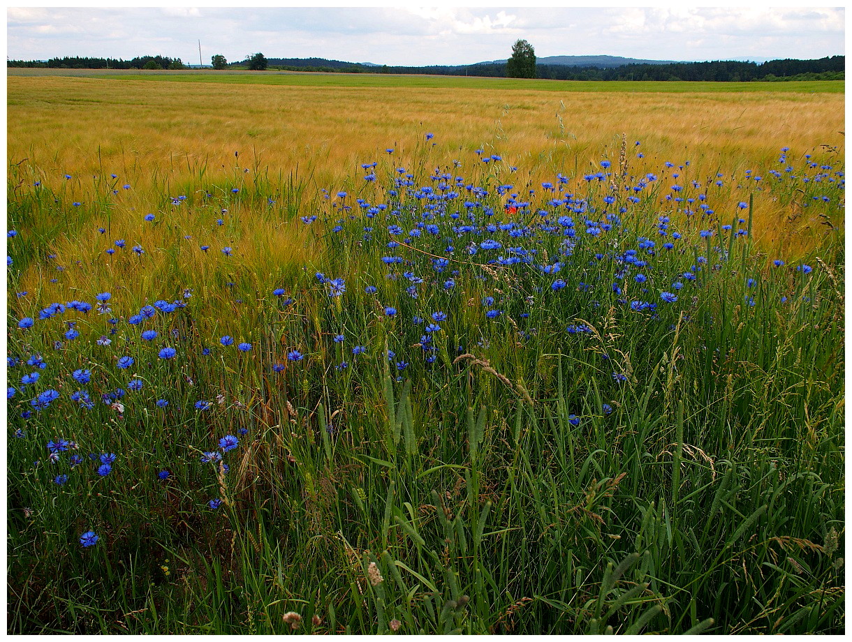 Kornblumen im Feld