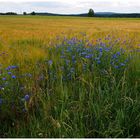 Kornblumen im Feld