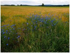 Kornblumen im Feld