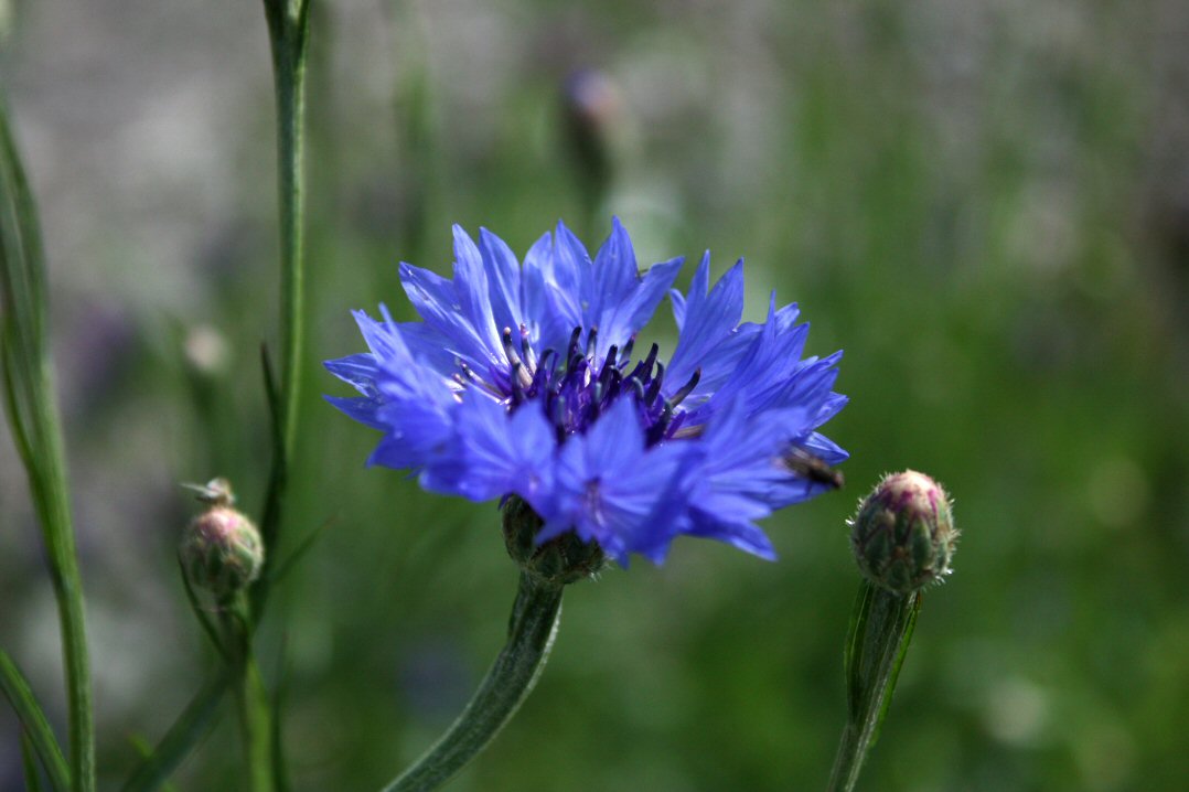 Kornblumen im Garten