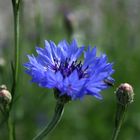 Kornblumen im Garten