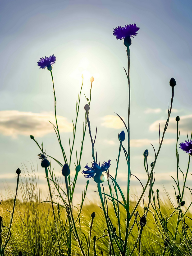 Kornblumen im Gegenlicht