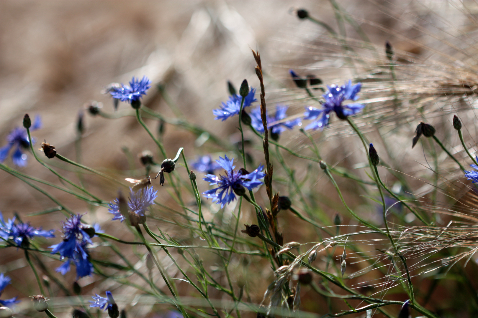 Kornblumen im Gerstenfeld