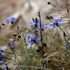 Kornblumen im Gerstenfeld