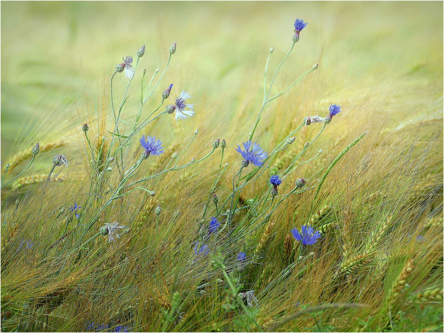 Kornblumen im Gerstenfeld