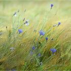 Kornblumen im Gerstenfeld