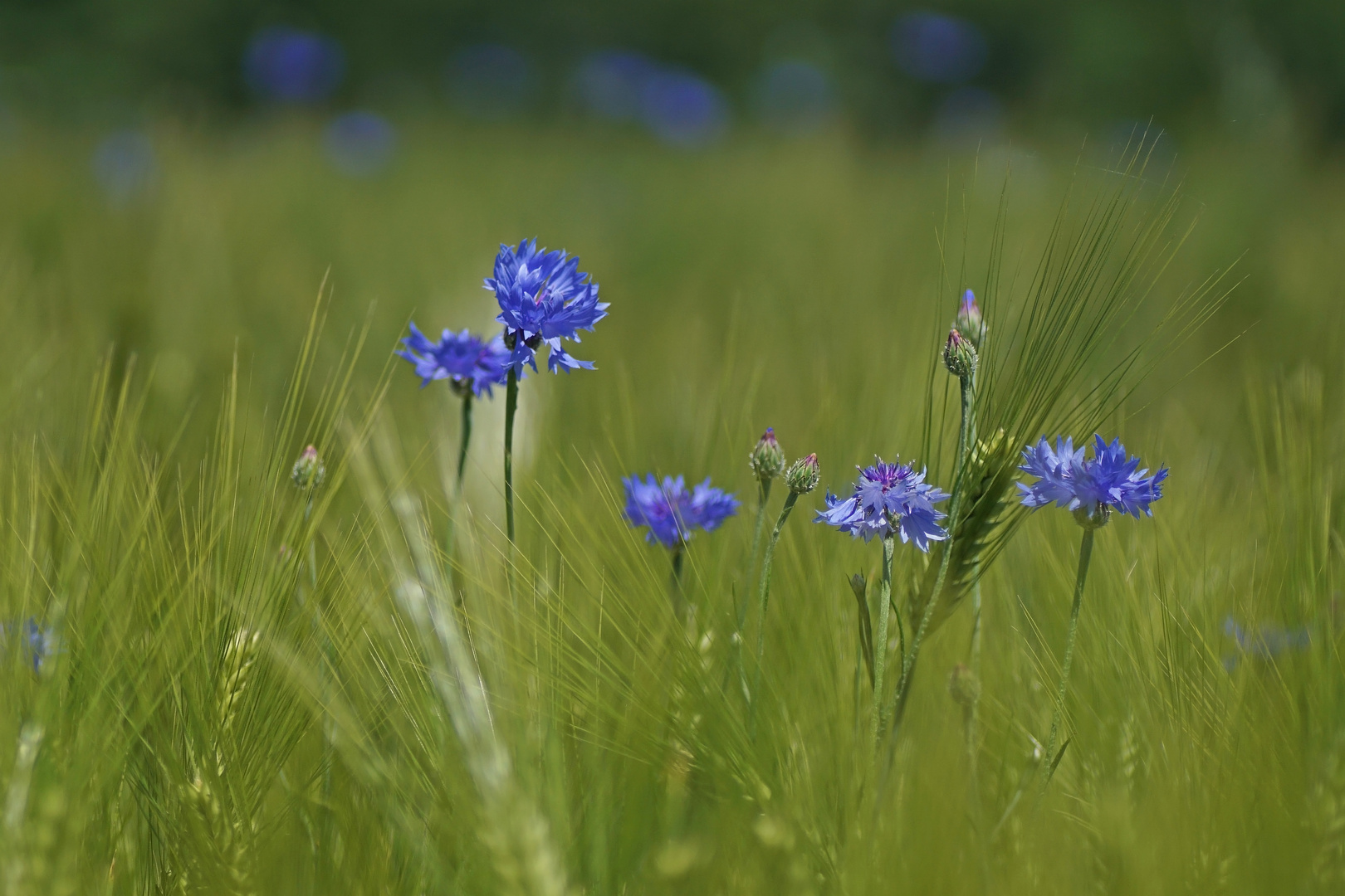 Kornblumen im Gerstenfeld