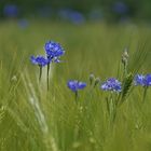 Kornblumen im Gerstenfeld