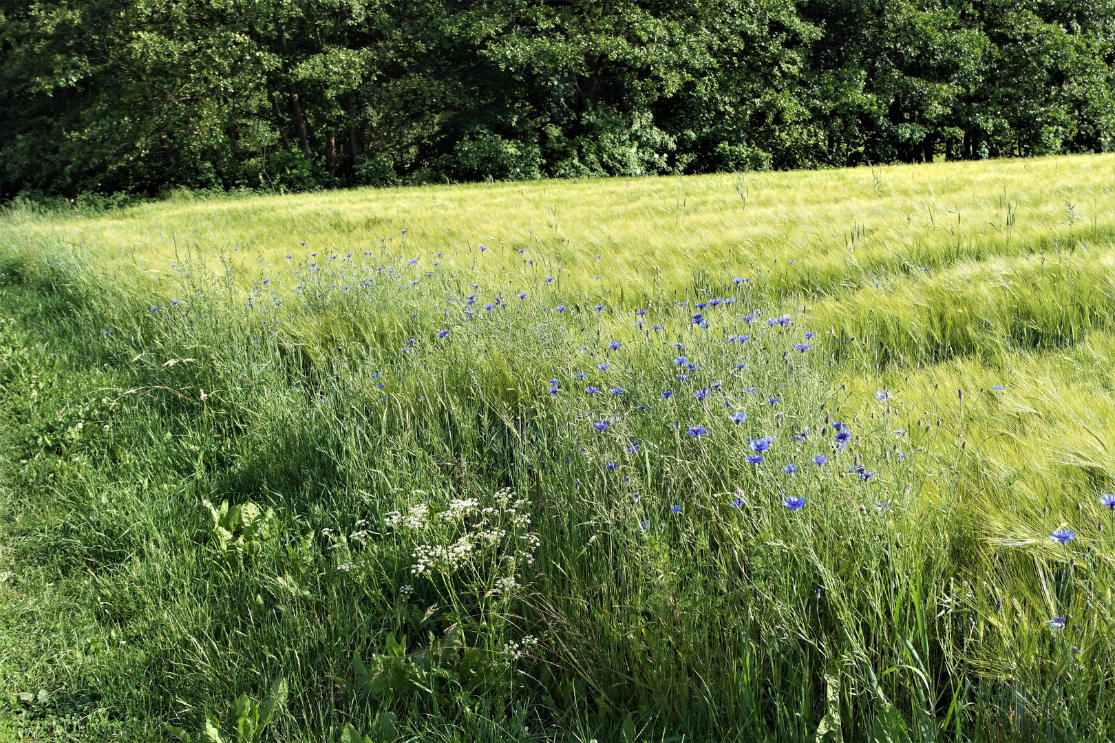 Kornblumen im Gerstenfeld und Blätterwand vor meinem Badeteich