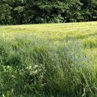 Kornblumen im Gerstenfeld und Blätterwand vor meinem Badeteich