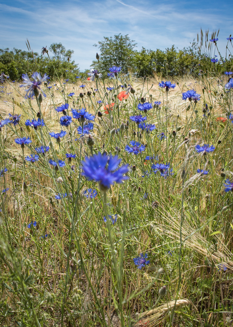 Kornblumen im Getreidefeld