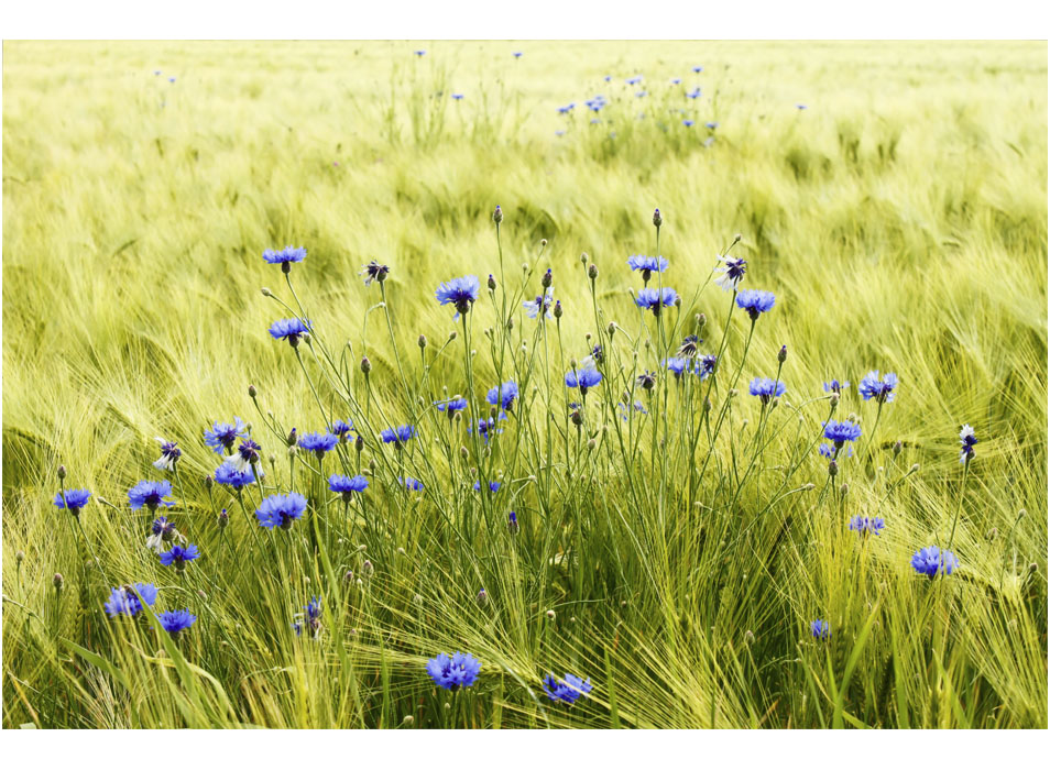 Kornblumen im Getreidefeld