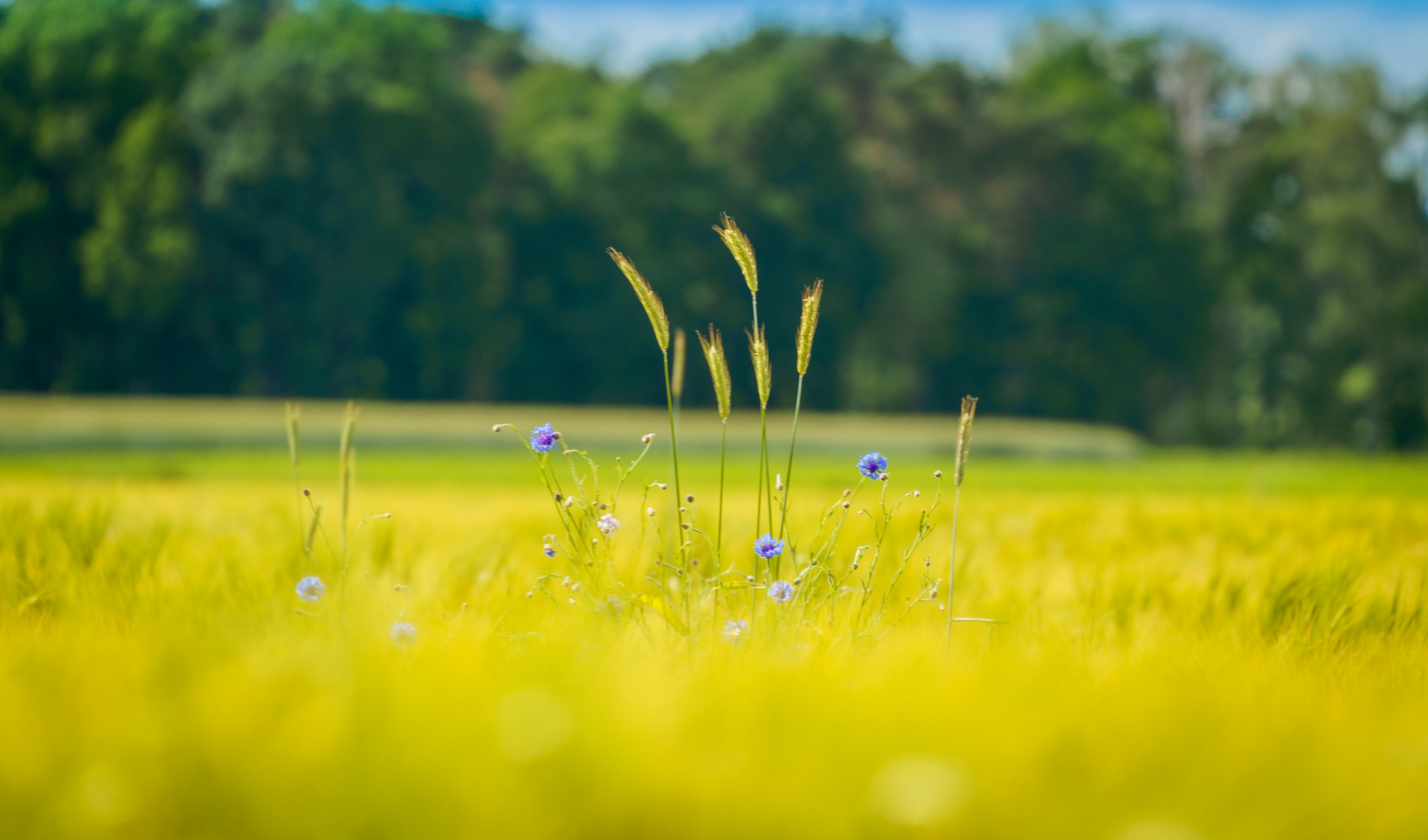 Kornblumen im Getreidefeld