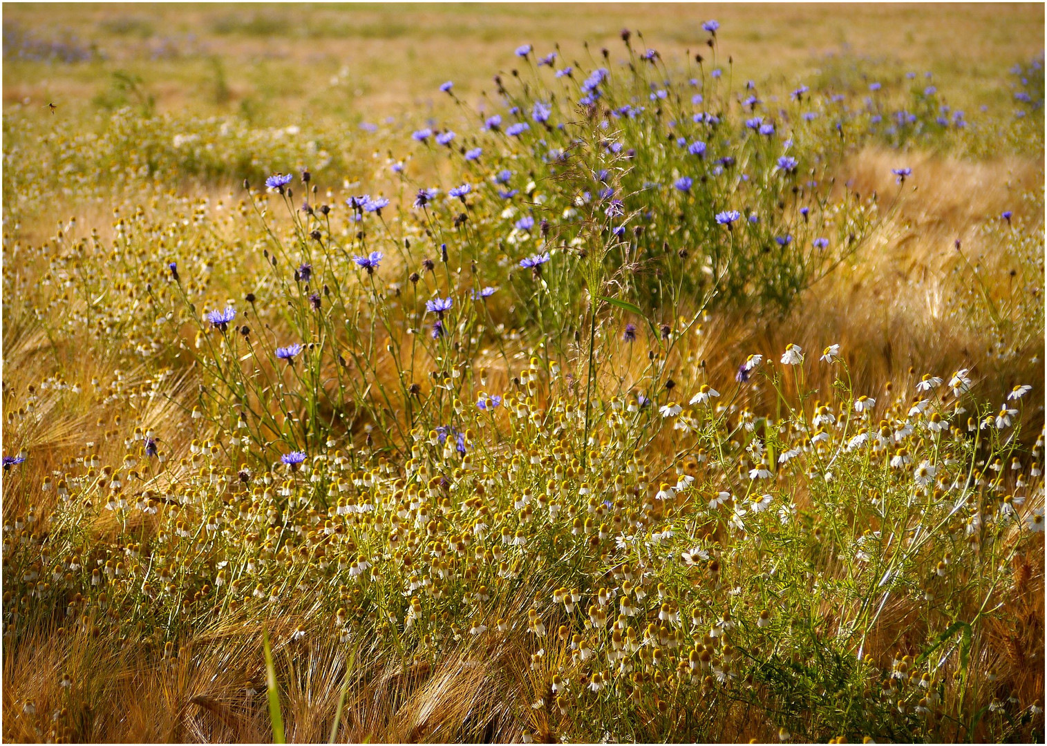 Kornblumen im Getreidefeld I