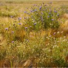 Kornblumen im Getreidefeld I