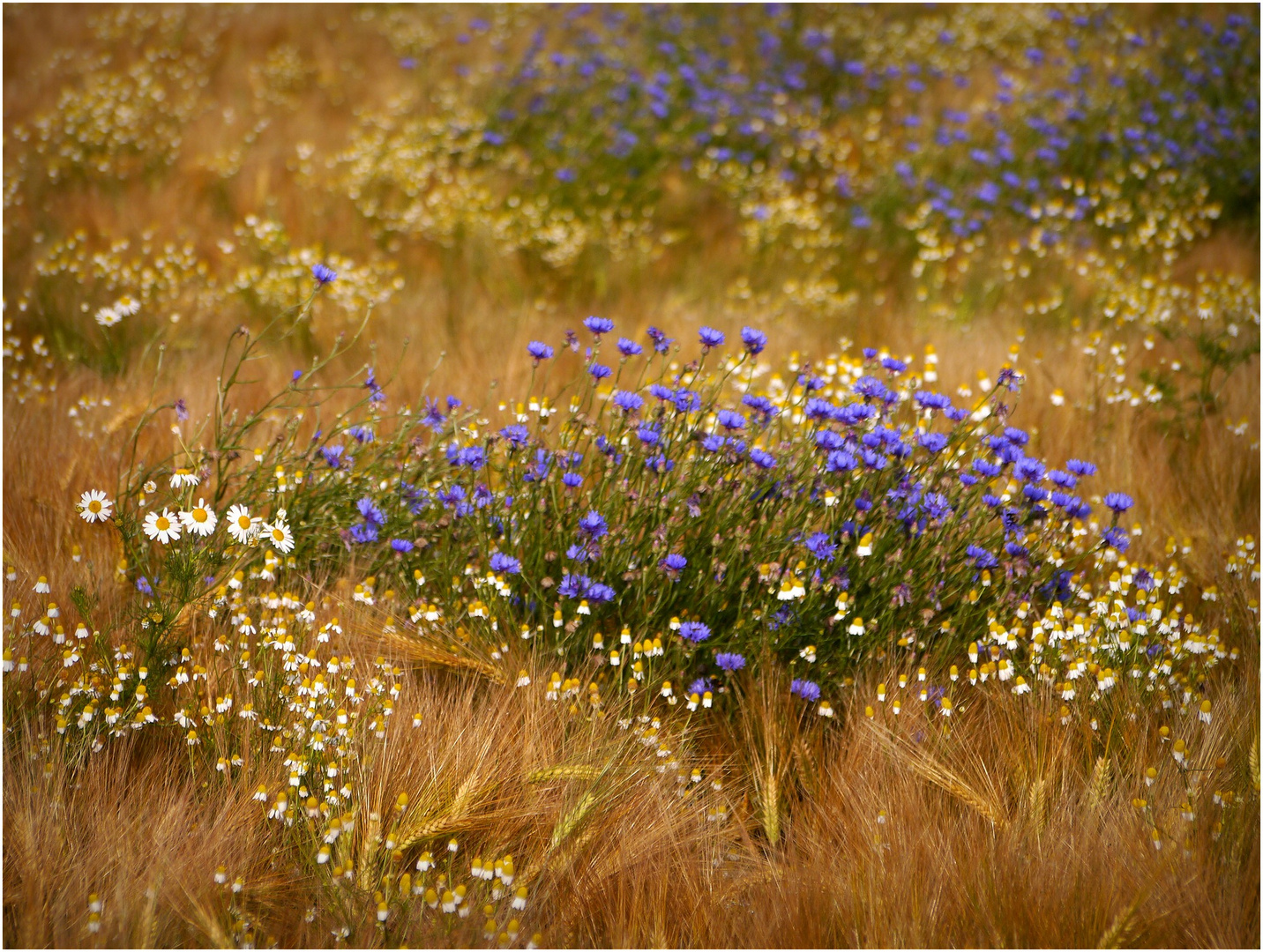 Kornblumen im Getreidefeld I