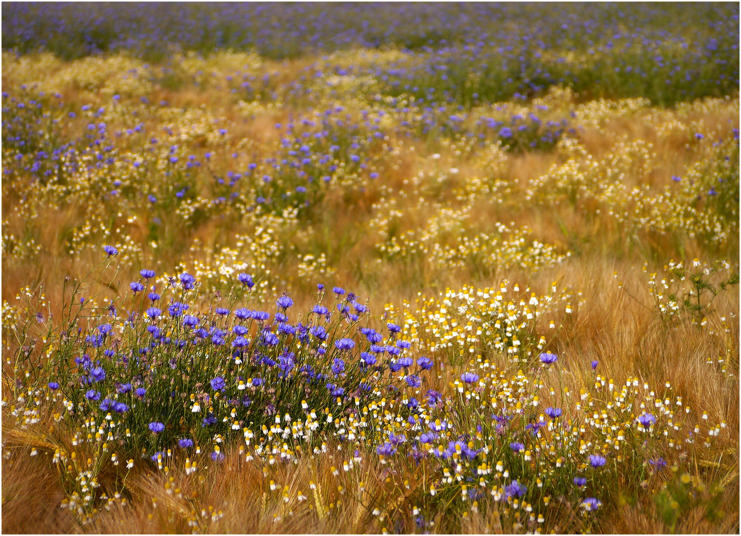 Kornblumen im Getreidefeld II