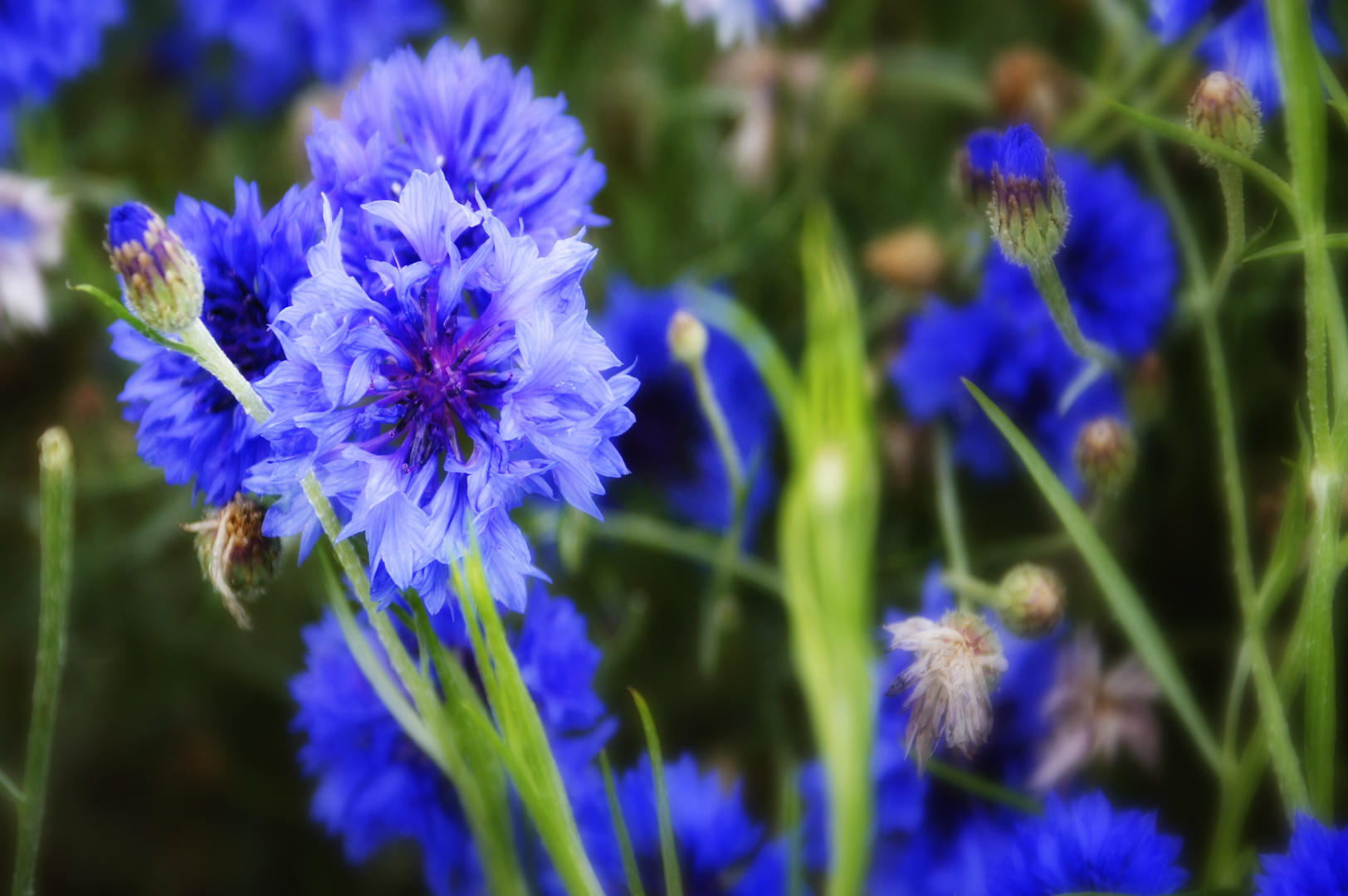 Kornblumen im Herbst