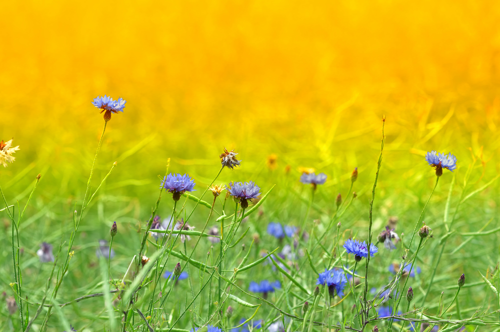 Kornblumen im Juli