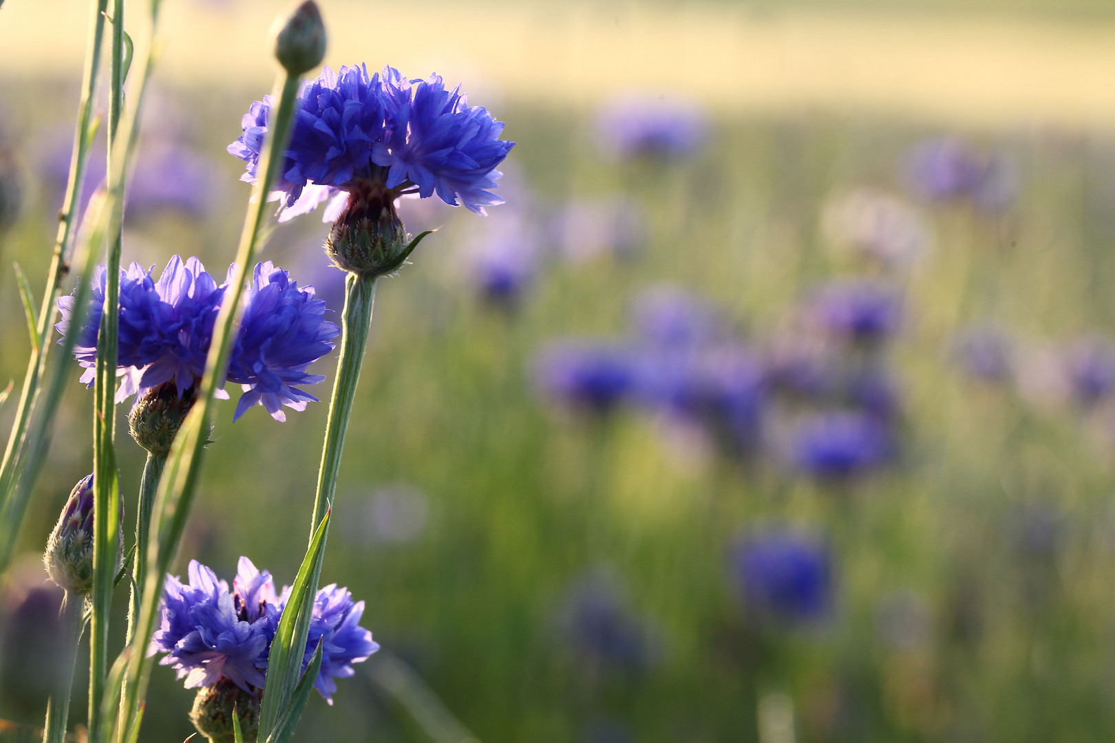 Kornblumen im Juni 1 Foto &amp; Bild natur, landschaft, pflanzen Bilder
