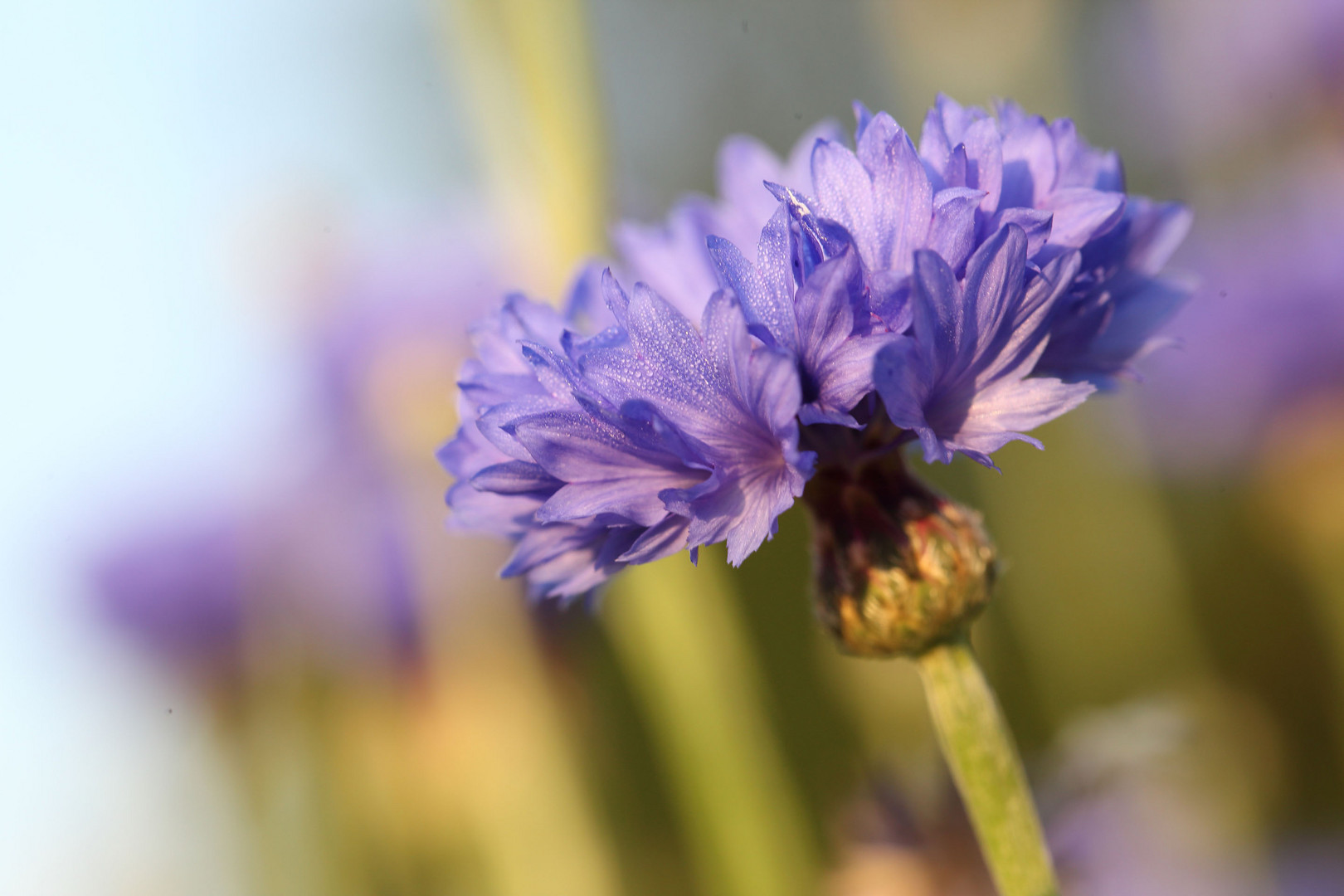 Kornblumen im Juni 2