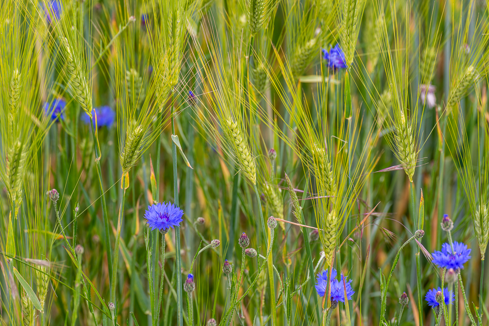 Kornblumen im... ...Korn