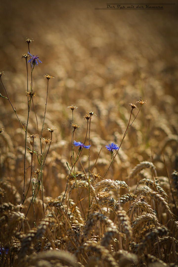 Kornblumen im Kornfeld.