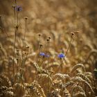 Kornblumen im Kornfeld.