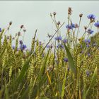 Kornblumen im Kornfeld ...