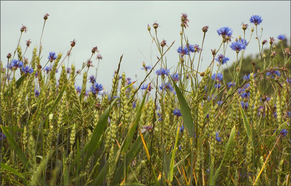 Kornblumen im Kornfeld ...