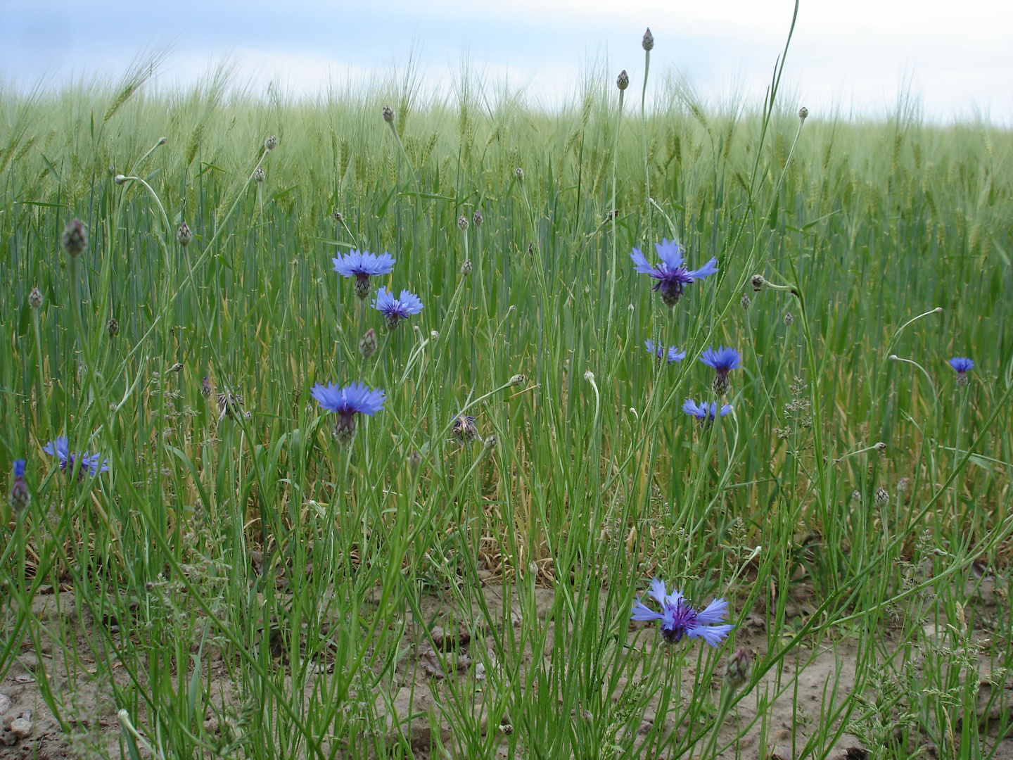 Kornblumen im Kornfeld