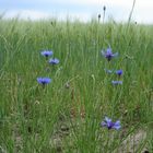 Kornblumen im Kornfeld