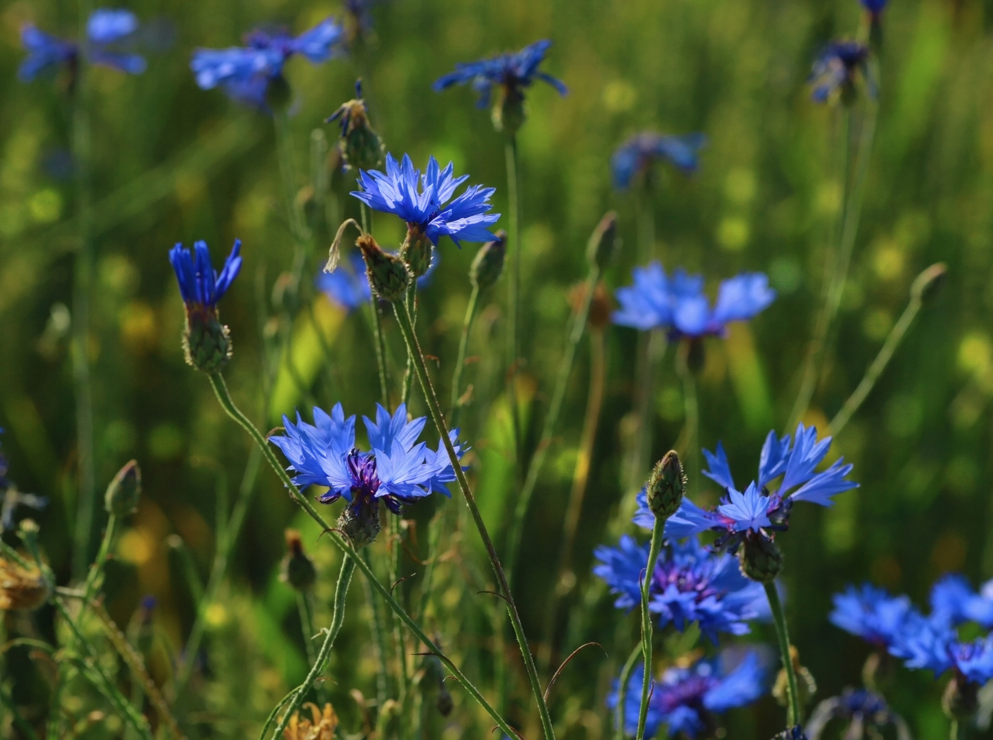 Kornblumen im Kornfeld