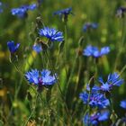 Kornblumen im Kornfeld