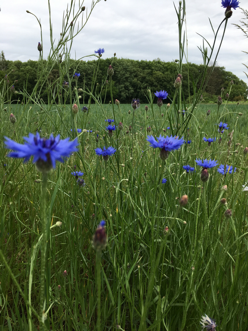 Kornblumen im Mai sind einfach zu schön