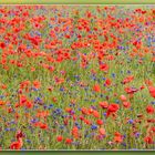 Kornblumen im Mohnfeld