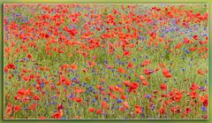 Kornblumen im Mohnfeld