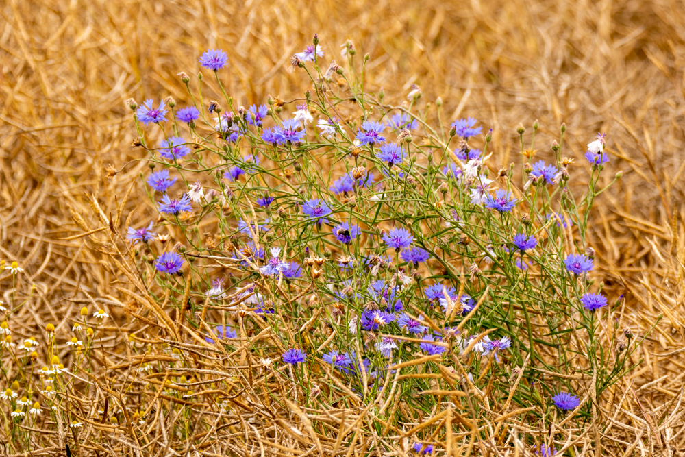 Kornblumen im Raps