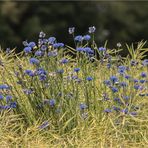 Kornblumen im Rapsfeld 1