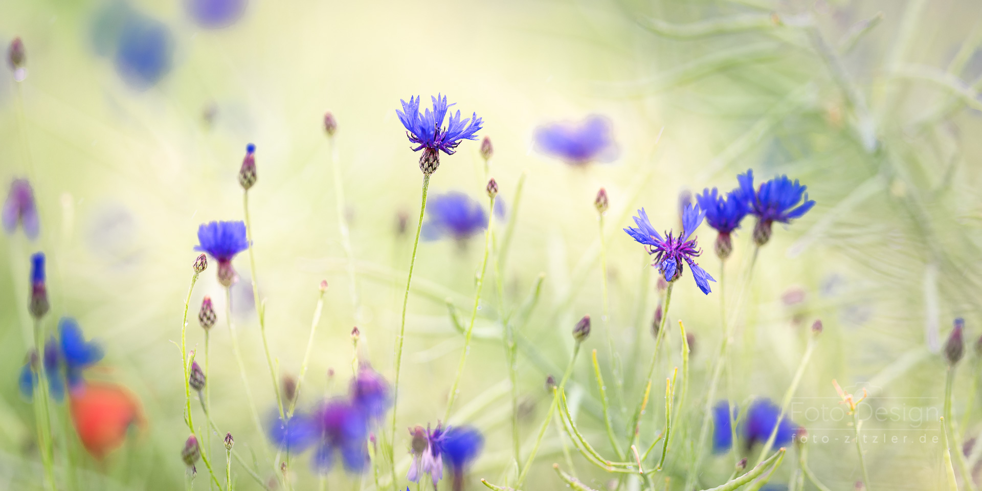 Kornblumen im Rapsfeld