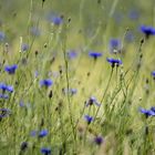 Kornblumen im Regen