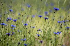 Kornblumen im Regen